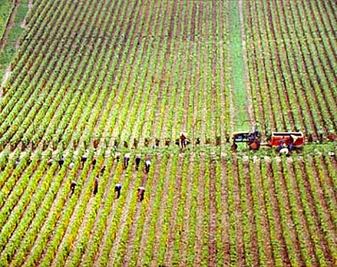 Harvesting Pinot Noir grapes in Les Duresses   vineyard at AuxeyDuresses Cote dOr France  Cote   de Beaune