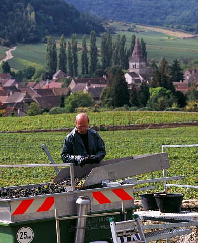 Sorting harvested Pinot Noir grapes in Climat du Val vineyard AuxeyDuresses Cte dOr France Cte de Beaune Premier Cru