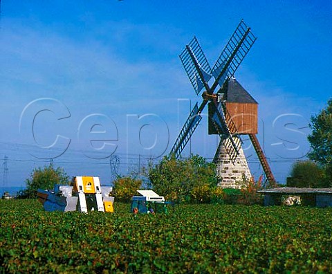 Machine harvesting of Cabernet Franc grapes in   vineyard by Moulin de la Herpinire near Turquant   MaineetLoire France  AC SaumurChampigny