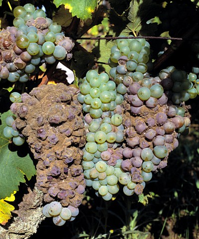 Chenin Blanc grapes being attacked by Noble Rot   botrytis   AC Vouvray