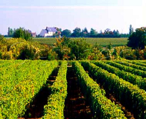 Chenin Blanc vineyard in La Valle de Nouy at   Vouvray IndreetLoire France  AC Vouvray