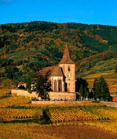 The 15thcentury fortified church of Hunawihr with   beyond the Grand Cru Rosacker vineyard  HautRhin France  Alsace