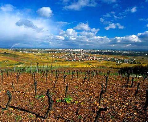 Pruned vineyard above Wettolsheim with Colmar in the   distance HautRhin France   Alsace