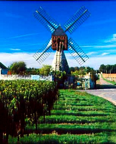 Cabernet Franc vineyard by Moulin de la Herpinire   near Turquant MaineetLoire France     AC SaumurChampigny