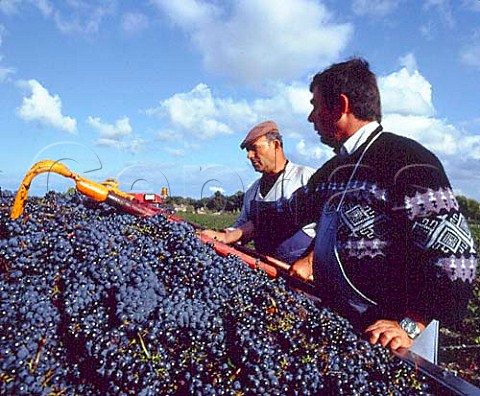 Harvesting Cabernet Sauvignon grapes in vineyard of   Chteau LovilleBarton StJulien Gironde France   Mdoc  Bordeaux