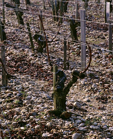 Pruned Cabernet Sauvignon vines in the gravel soil of Chteau LovilleBarton StJulien Gironde France Mdoc  Bordeaux