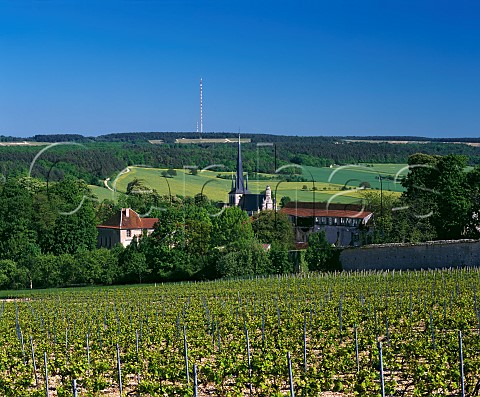 Pinot Noir vineyard at RiceyBas Les Riceys Aube France Champagne  Ros des Riceys