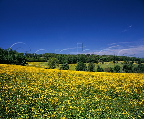 Buttercup meadow at Grignon near SemurenAuxois Cte dOr France  Burgundy