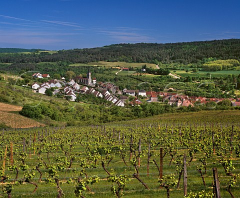 Vineyard above Arcenant Cte dOr France Bourgogne HautesCtes de Nuits