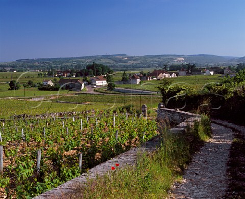 View from track at top of Le Montrachet vineyard to village of ChassagneMontrachet Cte dOr France    Cte de Beaune Grand Cru