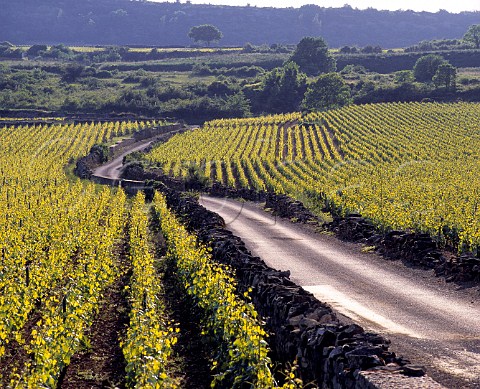 Road separating vineyards of en Luraule left and   les Grands Charrons at Meursault Cte dOr France    Cte de Beaune
