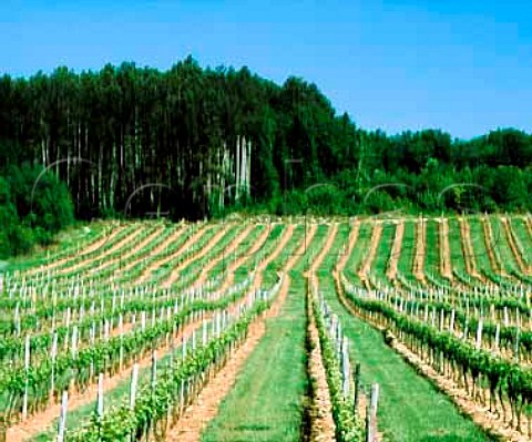 Pinot Noir vineyard near VillerslaFaye   Cte dOr France Bourgogne Hautes Ctes de Nuits