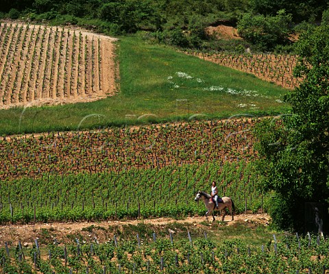 Horse riding in vineyards near Mercurey   SaneetLoire France Cte Chalonnaise