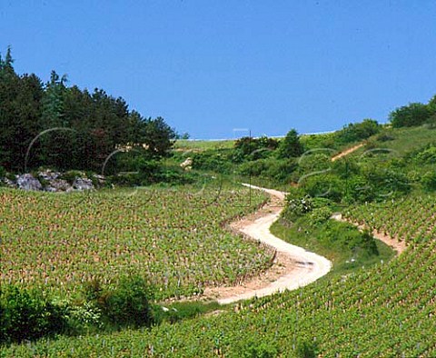 Track through vineyard near Mercurey   SaoneetLoire France Cote Chalonnaise