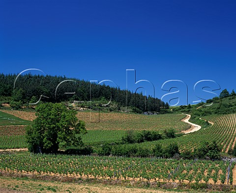 Track through vineyards revealing the limestone soil Mercurey SaoneetLoire France Cte Chalonnaise