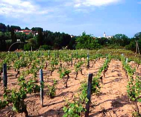 Vineyard at Renaison Loire France   Cte Roannaise