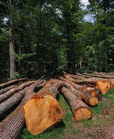 Felled oak trees in the Tronais Forest one of the   prime sources of timber for making wine barrels     Allier France