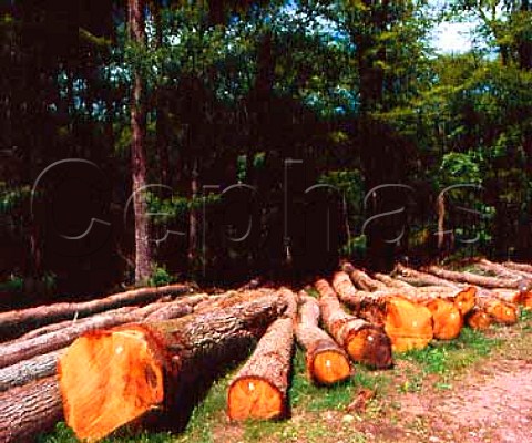 Felled oak trees in the Tronais Forest one of the   prime sources of oak for making wine barrels     Allier France