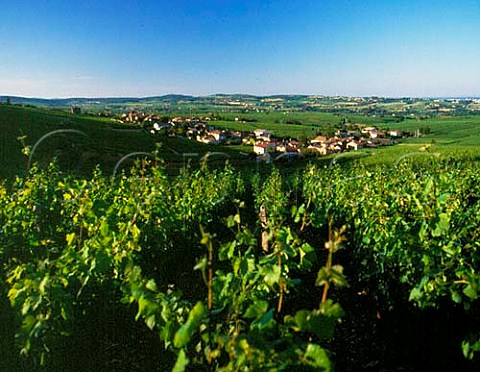 Chardonnay vineyards around village of Pouilly  SaneetLoire France PouillyFuiss  Mconnais