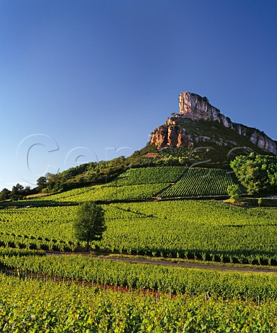 Chardonnay vineyards below the the Rock of Solutr SolutrPouilly SaneetLoire France PouillyFuiss  Mconnais