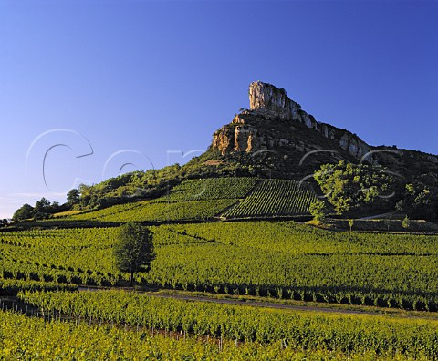 Vineyards below the Rock of Solutr   SolutrPouilly SaneetLoire France   PouillyFuiss  Mconnais