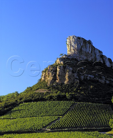 Vineyard below the Rock of Solutr   SolutrPouilly SaneetLoire France   PouillyFuiss  Mconnais