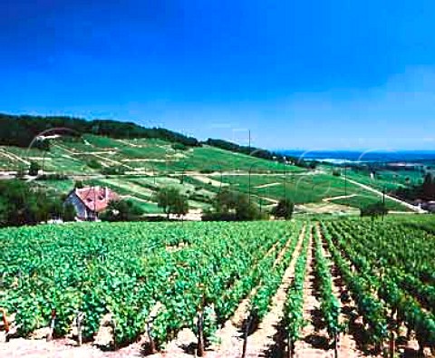 Vineyards at MontagnylesBuxy SaneetLoire   France   Cte Chalonnaise