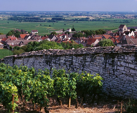 Wall separating the vineyards of PituresDessus near and Clos des Ducs Volnay Cte dOr France Cte de Beaune Premier Cru