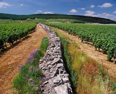 Old wall in Les Boirettes vineyard   ChassagneMontrachet Cte dOr France    Cte de Beaune Premier Cru