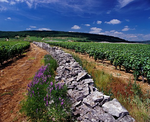 Old wall in Les Boirettes vineyard   ChassagneMontrachet Cte dOr France    Cte de Beaune