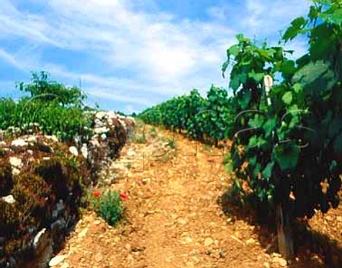 La Goutte dOr  a premier cru vineyard in the   commune of Meursault Cote dOr France  Cote de   Beaune