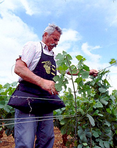 Robert JayerGilles at work in his vineyards inearly summer Excess shoots have to be stripped offand the catch wires tightened to lift the foliageThis vineyard is at      PTO Corgoloin on the Cotede Nuits His cellars are at MagnylesVillers anHautes Cotes de Nuits village Cote dOr France