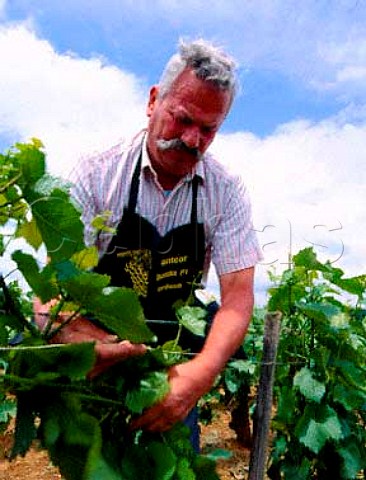 Robert JayerGilles at work in his vineyards ine early summer Excess shoots have to be stripped off and the catch wires tightened to lift the foliage This vineyard is at Corgoloin on the Cte de Nuits His cellars are at MagnylesVillers an Hautes Ctes de Nuits village Cote dOr France