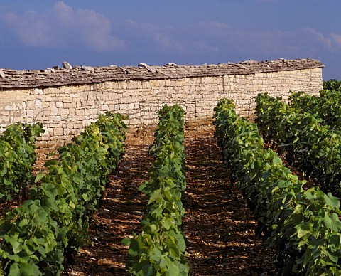 Wall of the Clos de Vougeot viewed from les Grands  Echzeaux vineyard Cte dOr France  Cte de  Nuits