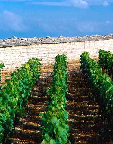 Wall of the Clos de Vougeot viewed from les Grands  Echzeaux vineyard Cte dOr France  Cte de  Nuits