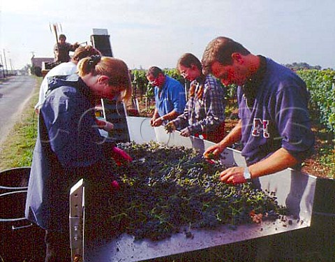 Sorting Merlot grapes in the vineyard to discard   those with signs of rot Chteau la CroixdeGay   Pomerol Gironde France    Pomerol  Bordeaux