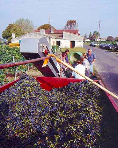 Trailer of harvested Merlot grapes   Chteau la CroixdeGay Pomerol Gironde France   Pomerol  Bordeaux