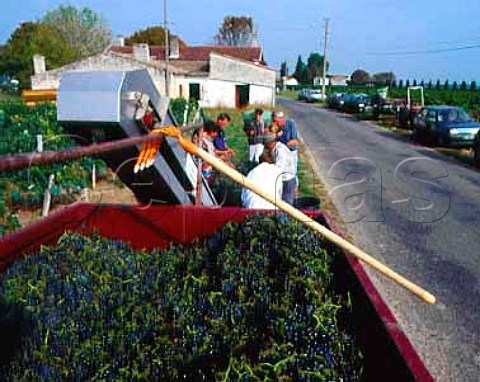 Trailer of harvested Merlot grapes   Chteau la CroixdeGay Pomerol Gironde France    Pomerol  Bordeaux