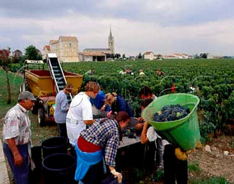 Sorting Merlot grapes to discard those with signs of   rot in vineyard of Chteau la Croix de Gay by the   hamlet of Tropchaud at the heart of the Pomerol   commune  Gironde France  Pomerol  Bordeaux
