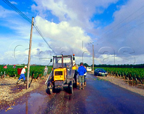 Harvesting Merlot grapes on a rainy day in vineyard    of Chteau LovilleBarton StJulien Gironde   France   Mdoc  Bordeaux