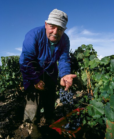 Harvesting Merlot grapes in vineyard of   Chteau LovilleBarton StJulien Gironde France    HautMdoc  Bordeaux
