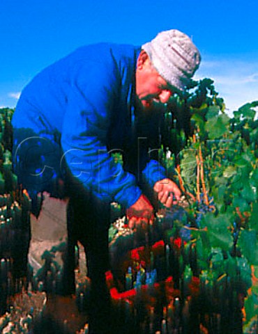 Harvesting Merlot grapes in vineyard of Chteau    LovilleBarton StJulien Gironde France   Mdoc  Bordeaux