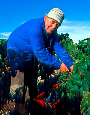 Harvesting Merlot grapes in vineyard of Chteau    LovilleBarton StJulien Gironde France   Mdoc  Bordeaux
