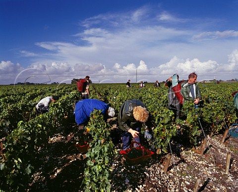 Harvesting Merlot grapes in vineyard of Chteau LovilleBarton StJulien Gironde France   Mdoc  Bordeaux