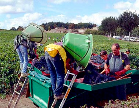 Sorting harvested Merlot grapes in the vineyard at   Chteau LafiteRothschild Pauillac Gironde France   Mdoc  Bordeaux