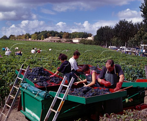 Sorting harvested Merlot grapes in the vineyard at Chteau LafiteRothschild Pauillac Gironde France  Mdoc  Bordeaux