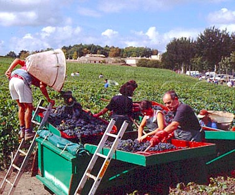 Sorting harvested Merlot grapes in the vineyard at   Chteau LafiteRothschild Pauillac Gironde   France  Mdoc  Bordeaux