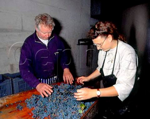 Tony Laithwaite sorting harvested Merlot grapes at   Chteau la ClarireLaithwaite SteColombe Gironde   France Ctes de Castillon  Bordeaux