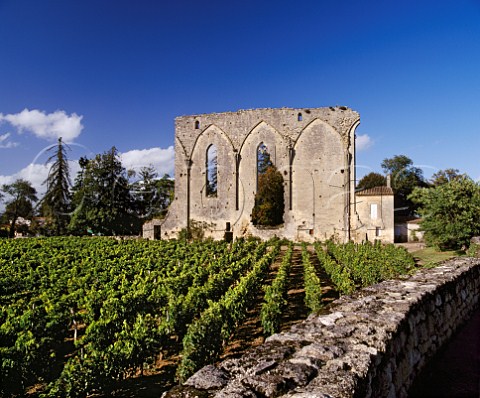 Vineyard of Chteau Les Grandes Murailles Stmilion Gironde France   Saintmilion  Bordeaux