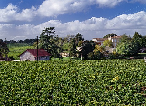 Vineyard of Chteau Canon with Chteau Beausjour beyond Stmilion Gironde France  Saintmilion  Bordeaux